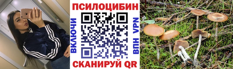 Купить закладки  Судак  Псилоцибиновые грибы Cubensis 